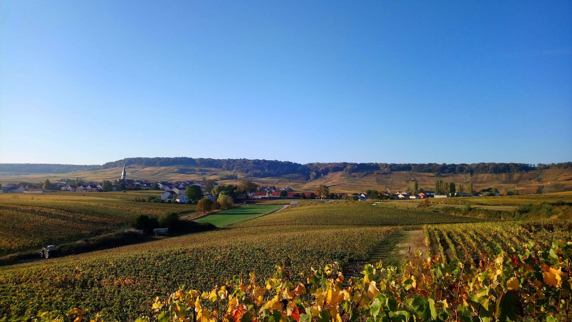 Le terroir du vignoble